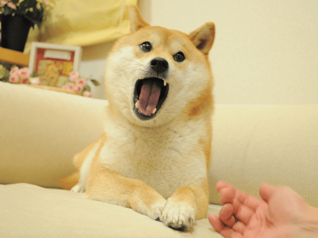 Yelling